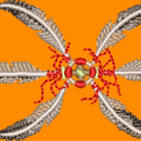 WO062 Thumbnail